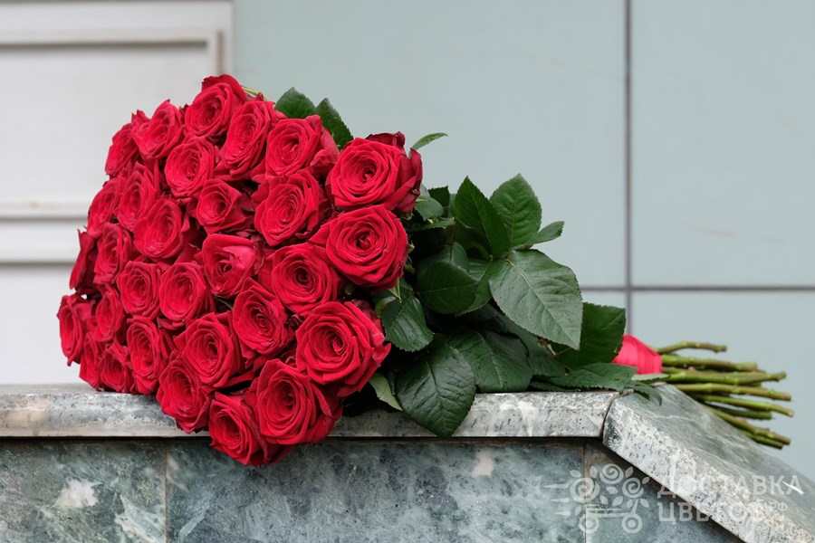 Розы Красные розы